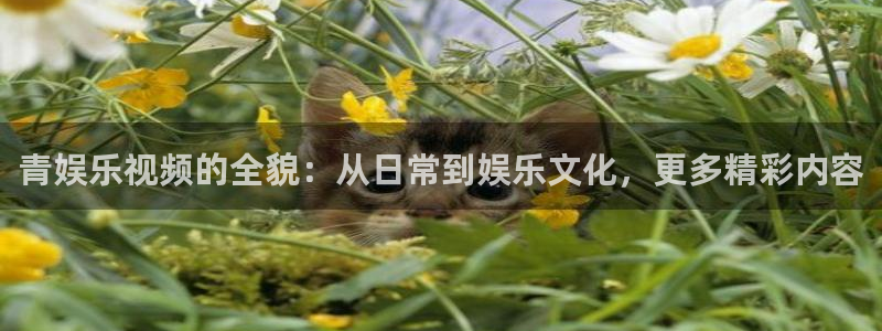 bbin视讯是什么平台：青娱乐视频的全貌：从日常到娱乐文化，更多精彩内容
